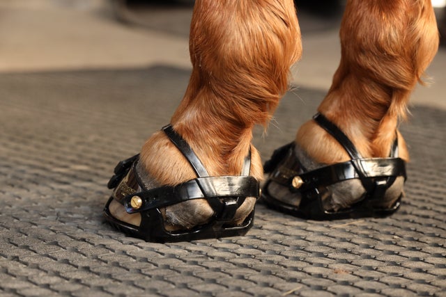 Front Strap Pack For Hoof Boots - Scoot Boots